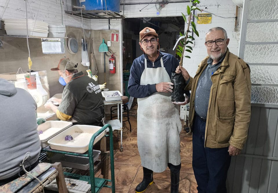 APPESOL doa mudas de arvores frutiferas para empresas 4